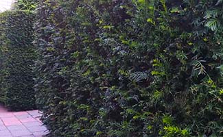 /Tips-voor-het-aanplanten-en-snoeien-van-een-Taxus-Baccata-haag/