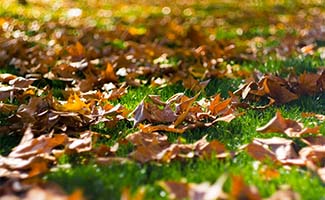 /Dit-is-waarom-je-bladeren-van-jouw-gazon-moet-verwijderen/