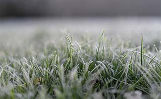 /Tuintips-voor-begin-februari-wat-kun-je-nu-al-doen-in-de-tuin/