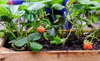 Tuintips: De moestuin in juni