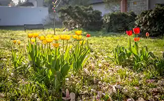 Voorjaarstips voor de tuin: gezond bemesten en slim gebruik van ruimte