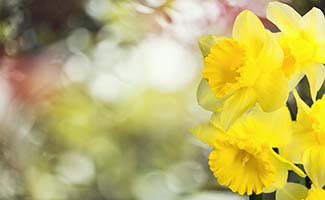 /Geniet-van-zomers-weer-in-je-tuin-tuintips-voor-eind-april-en-begin-mei/