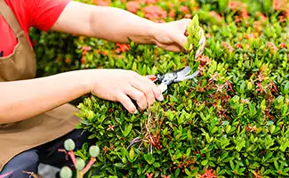 Tuintips voor mei: kleurrijke bloemen en planten om nu te zaaien en snoeien