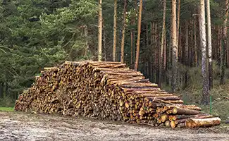 Meer houtbouw zonder risico op tekorten door duurzaam bosbeheer