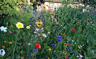 Met deze vier tips maak je je tuin aantrekkelijk voor bijen en vlinders