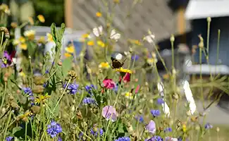 Regen geeft tuin een boost: wat te doen in de eerste week van juni