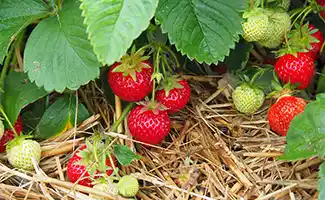 Hoe aardbeien een sleutelrol spelen in een diervriendelijke tuin