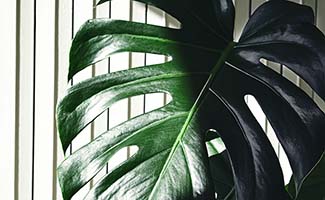 /De-kunst-van-gaten-hoe-je-Monstera-zijn-iconische-look-krijgt/