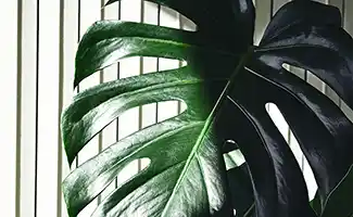 De kunst van gaten: hoe je Monstera zijn iconische look krijgt