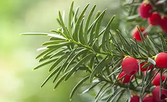Taxus kopen? De complete gids voor aanplant, verzorging en snoei