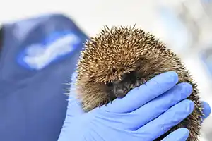 Miljoenen Nederlanders hebben nog nooit een egel in de tuin gezien