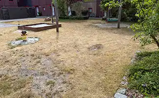 Tuintips voor de derde week van augustus: snoeien, gazonherstel en onkruidbestrijding