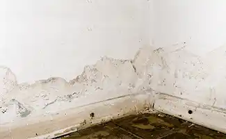 Schimmel op de muur: hoe het te verwijderen en te voorkomen