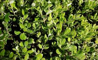 /Haag-aanleggen-Kies-de-Euonymus-japonicus-de-veelzijdige-groenblijvende-sierheester/