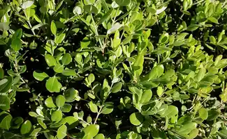 Haag aanleggen? Kies de Euonymus japonicus: de veelzijdige, groenblijvende sierheester