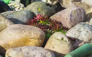 Zwerfkeien zijn de natuurlijke sieraden van jouw tuin