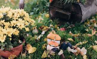 /Tuintips-derde-week-september-nat-fris-en-volop-herfstwerk/