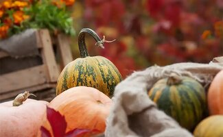 /Tuintips-voor-na-de-storm-zo-herstel-je-de-tuin/