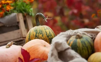 Tuintips voor na de storm: zo herstel je de tuin