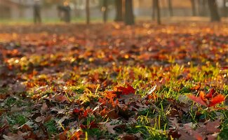 /Tuintips-voor-november-voorbereiden-op-de-winter-met-slimme-onderhoudsideeen/