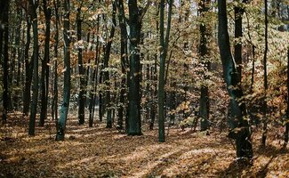 /Onderwijs-zet-sterker-in-op-houtbouw-van-bosbeheer-tot-duurzame-bouwmaterialen/