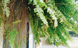 /Creeer-sfeervolle-hoekjes-met-verschillende-soorten-klimplanten/