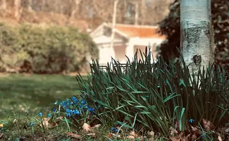 Tuintips begin februari: zo geef je je tuin een rustige voorsprong op het voorjaar
