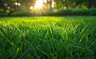 Doorweekt gazon herstellen: zo red je je gras na zware regen