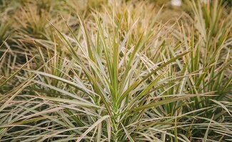 /Tuintips-voor-de-derde-week-van-maart-dit-kun-je-nu-al-doen-in-de-tuin/