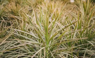 Tuintips voor de derde week van maart: dit kun je nu al doen in de tuin