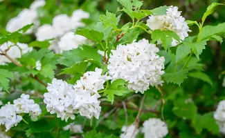 Viburnum planten: kies soort op zon en snoeimoment, niet op bloemkleur