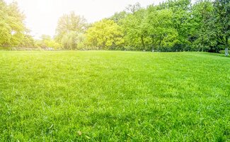 /Zo-krijg-je-voor-de-zomer-een-vol-en-gezond-groen-gazon/