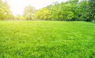 Zo krijg je voor de zomer een vol en gezond groen gazon