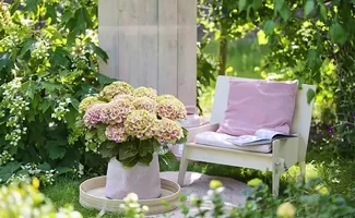 Magical Hydrangea brengt maandenlang kleur op terras en balkon