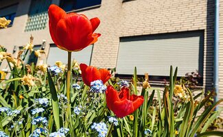 /Tuintips-voor-eind-april-dit-kun-je-nu-al-doen-voor-een-sterke-start-in-mei/