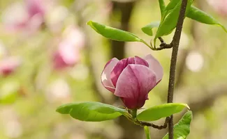 Magnolia planten: kies eerst de plek, dan pas het label