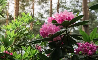 De voordelen van Rhododendrons in de tuin