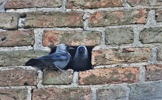 /Almere-versnelt-woningisolatie-met-bescherming-voor-vleermuizen-en-vogels/