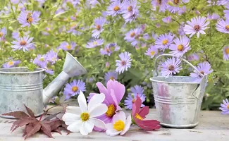 Zo verleng je de bloei in de tuin in juni