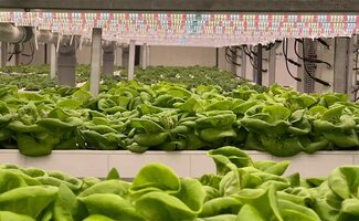 /Van-stek-tot-oogst-hoe-licht-klimaat-en-voeding-bepalen-wanneer-je-opschaalt-met-een-professionele-LED-groeilamp/