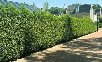 Meer sfeer, privacy en leven in de tuin met een Portugese laurier haag