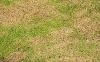 /Zo-herstel-je-je-tuin-na-een-hete-droge-zomer/