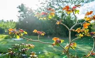 Tuintips voor oktober: gazon, wortelstekken en hazelnoten