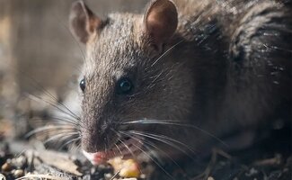 /4-tips-voor-het-voorkomen-van-een-rattenplaag-in-huis/